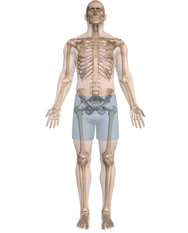 body-bones body-bones