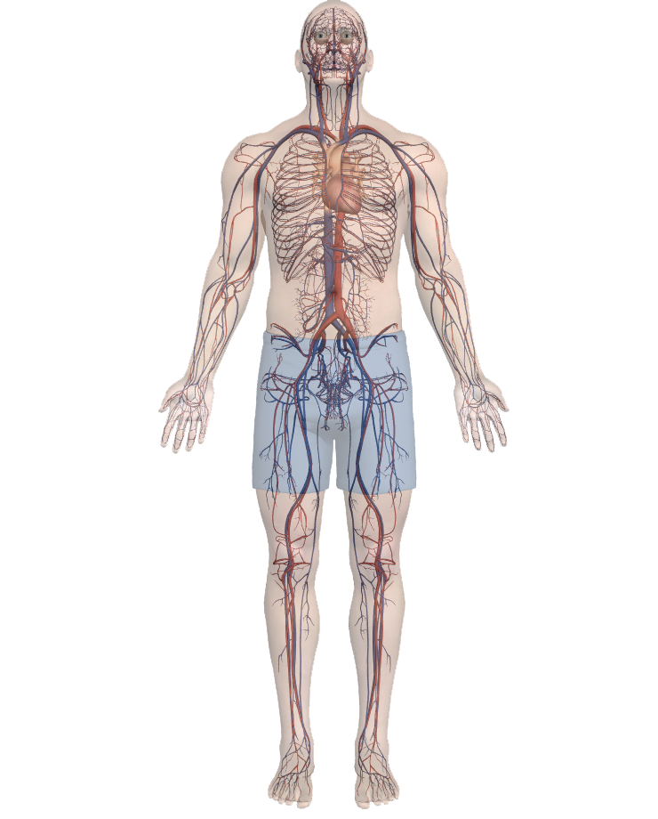 body-heart body-heart