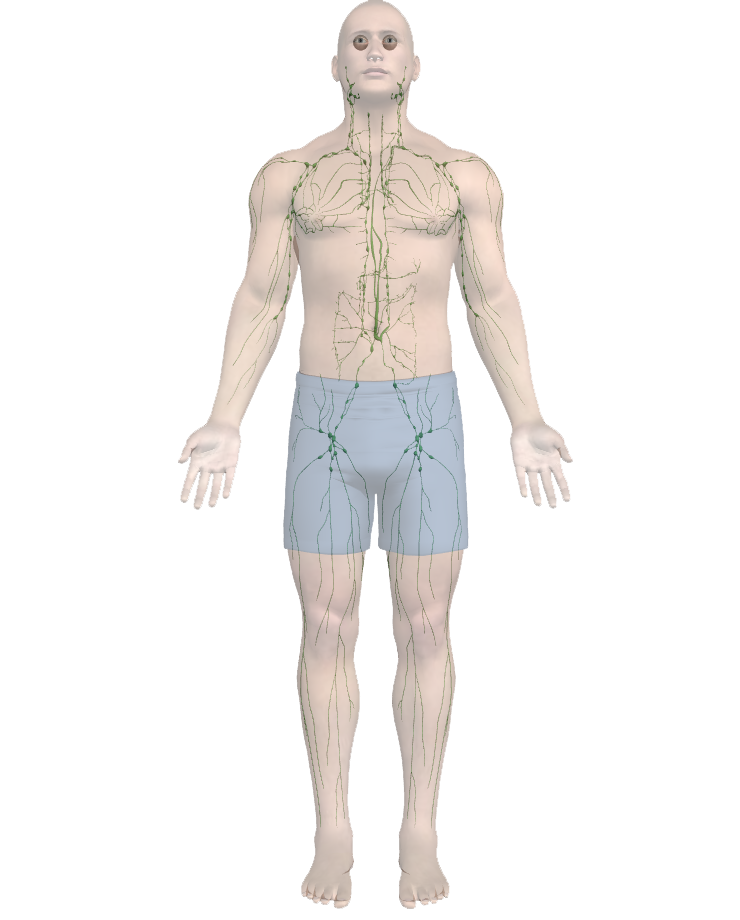 body-lymph body-lymph