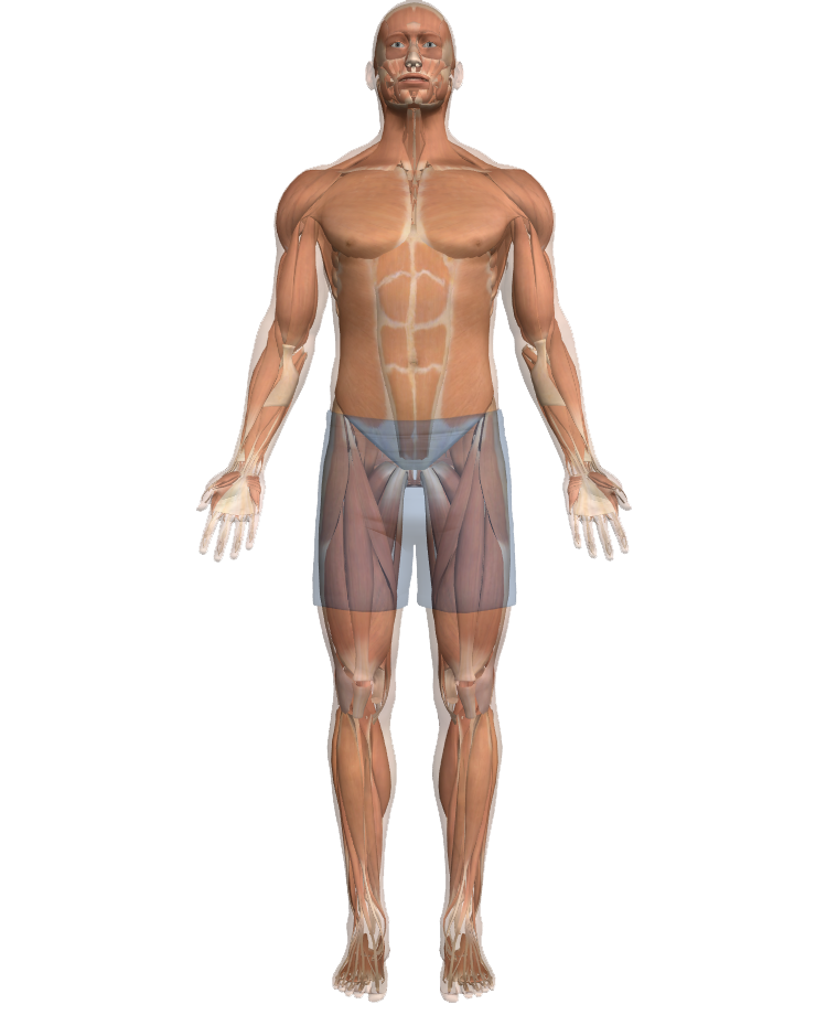 body-muscles body-muscles