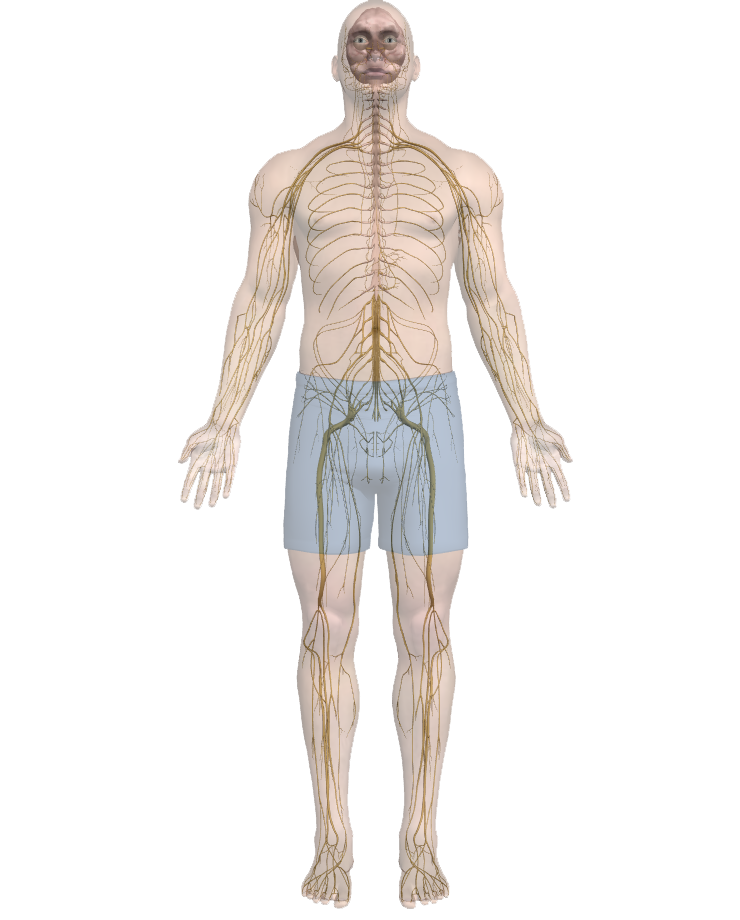 body-nerves body-nerves